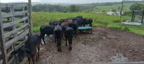 Imagem 3 - Fazenda em Centro, Silvânia - GO