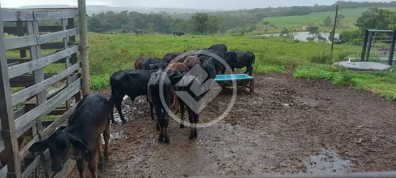 Imagem 3 - Fazenda em Centro, Silvânia - GO