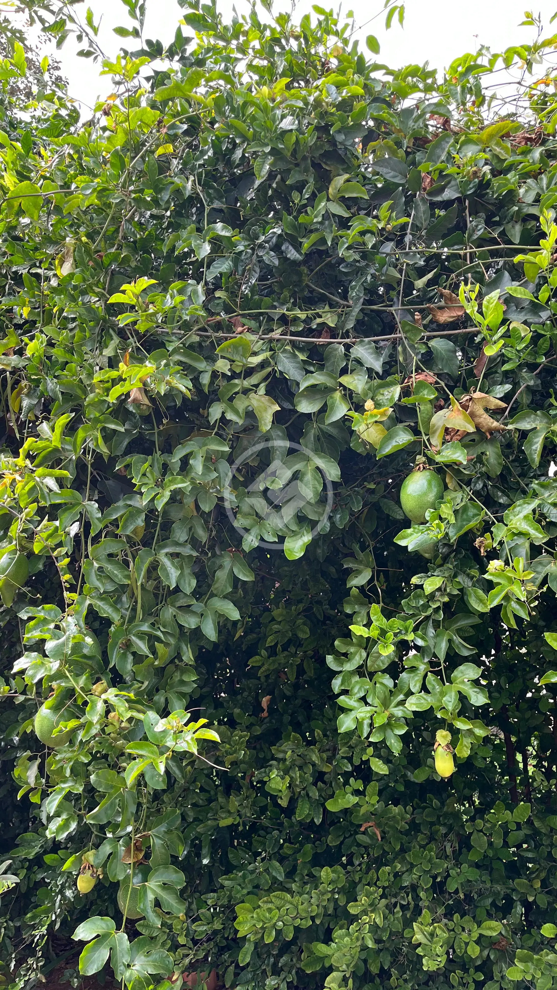 Image 32 - Chácara em Aldeia das Águas, Bela Vista de Goiás - GO