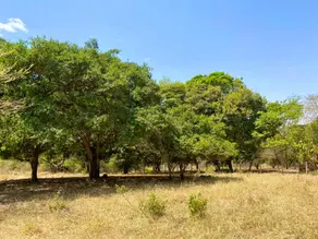 Chácara Zona Rural, Bela Vista de Goiás - GO — foto 2