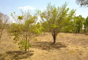 Imagem 6 - Chácara em Zona Rural, Bela Vista de Goiás - GO