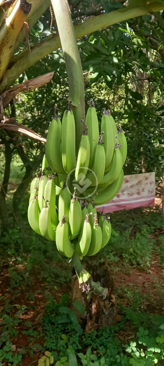 Imagem 1 - Chácara em Residencial Terra Santa, Trindade - GO