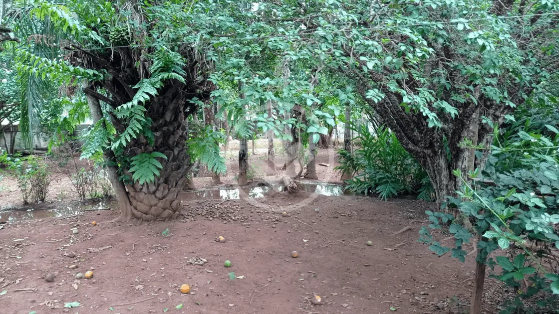 Imagem 4 - Chácara em Setor Central, Hidrolândia - GO
