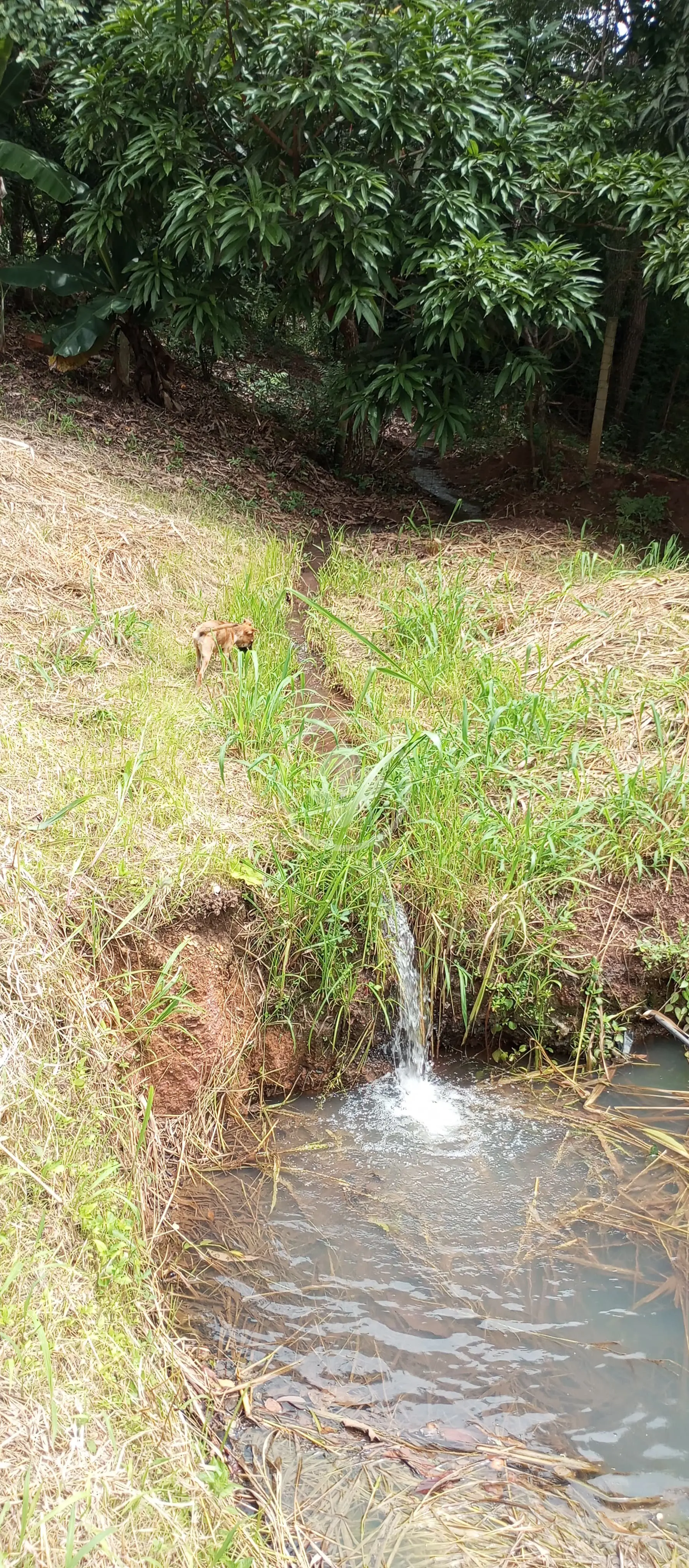 Imagem 6 - Chácara em Condomínio Privê das Oliveiras, Goiânia - GO