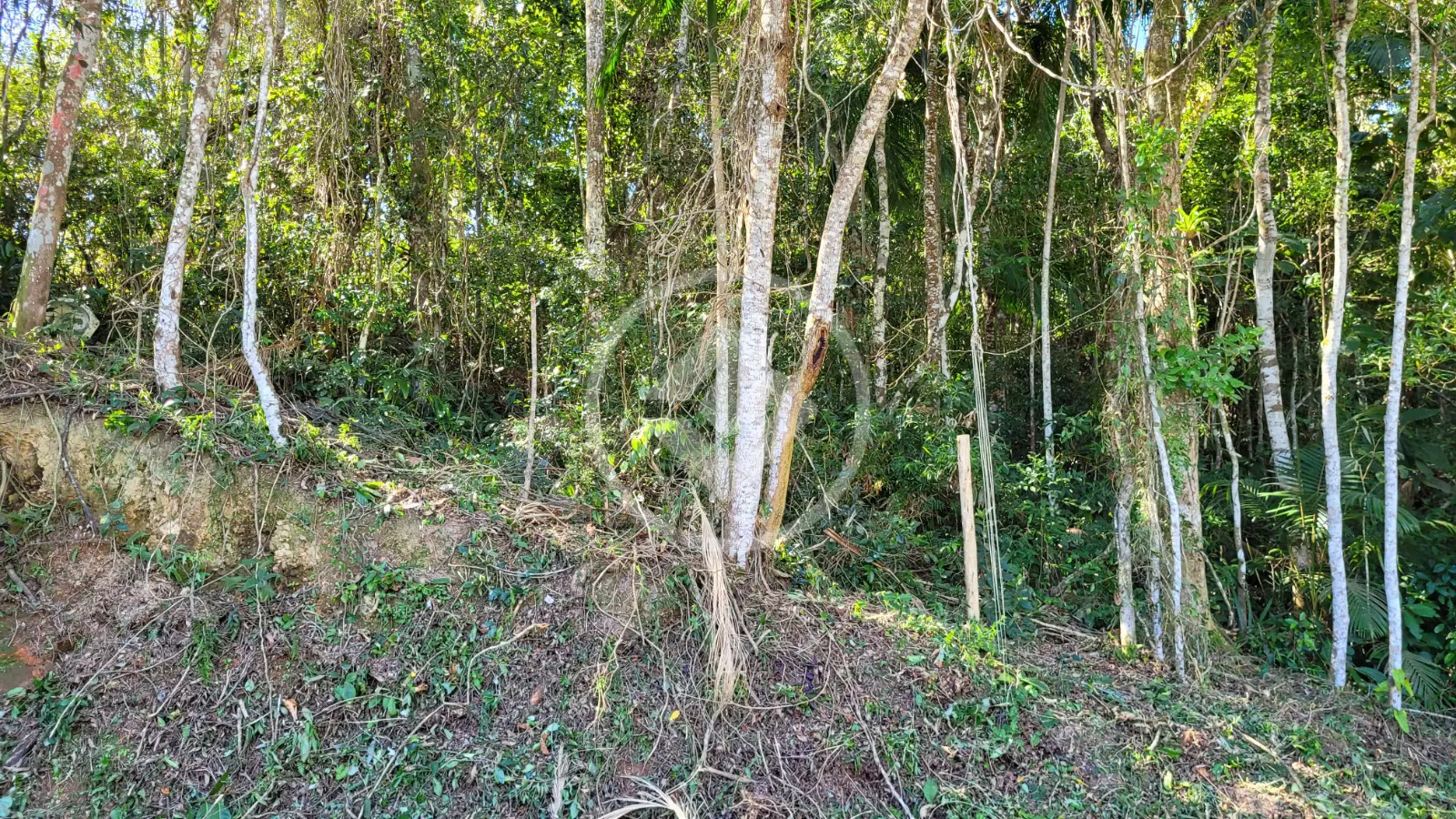Imagem 6 - Terreno em Centro, Santo Amaro da Imperatriz - SC