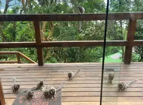 Imagem 3 - Casa em Pântano do Sul, Florianópolis - SC