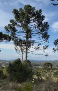 Imagem 3 - Terreno em Invernadinha, Rancho Queimado - SC