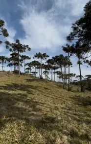 Imagem 4 - Terreno em Invernadinha, Rancho Queimado - SC
