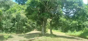 Imagem 2 - Sítio em Invernadinha, Rancho Queimado - SC