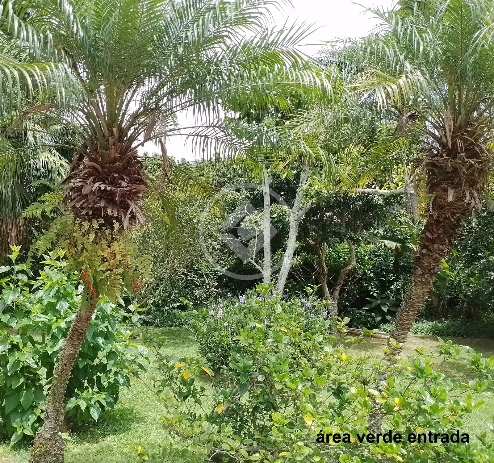 Imagem 3 - Terreno Condomínio em Sambaqui, Florianópolis - SC