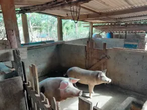 Chácara Zona Rural, Leopoldo de Bulhões - GO — foto 1