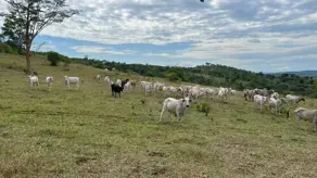 Imagem 3 - Fazenda em São João, Goiás - GO