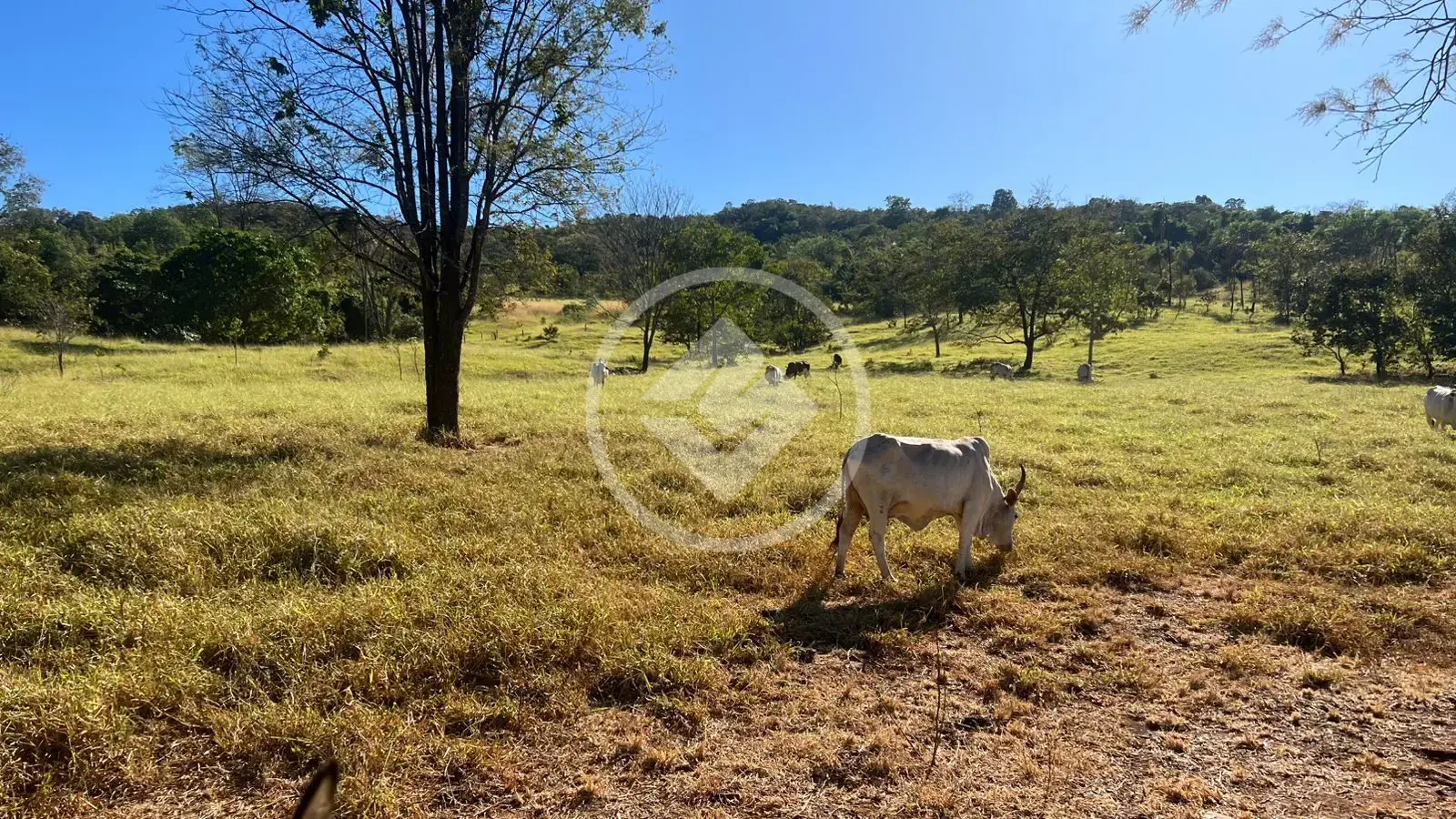 Image 2 - Fazenda em São João, Goiás - GO