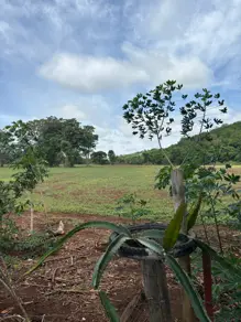 Imagem 4 - Terreno em Jardim das Oliveiras, Senador Canedo - GO