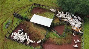 Imagem 4 - Fazenda em Centro, Goianésia - GO