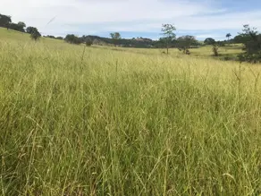 Imagem 2 - Fazenda em Centro, Goianésia - GO