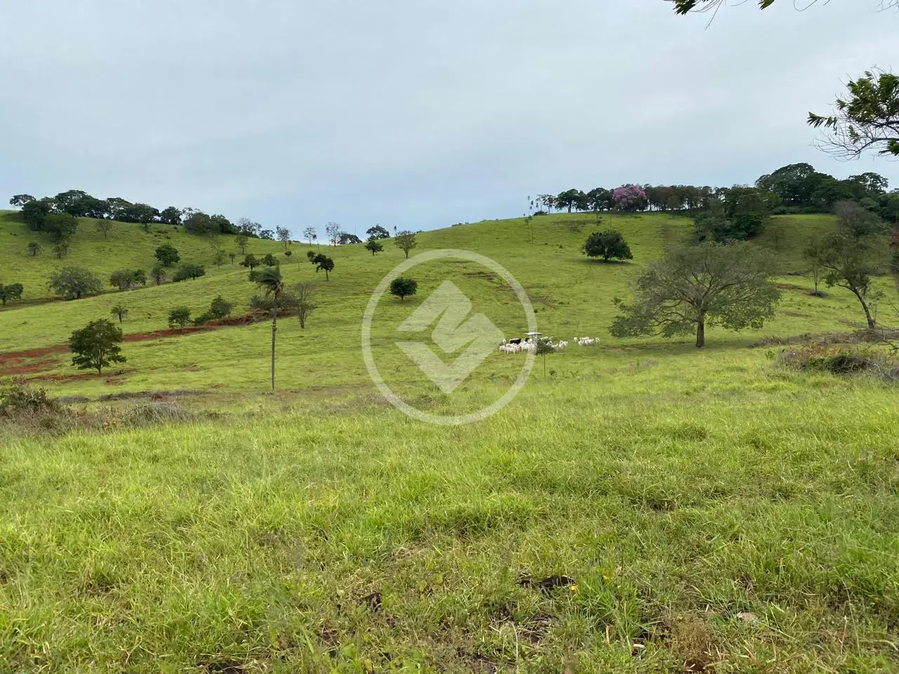Image 2 - Fazenda em Centro, Goianésia - GO