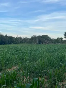 Imagem 6 - Fazenda em Uruaçu - GO, Uruaçu - GO