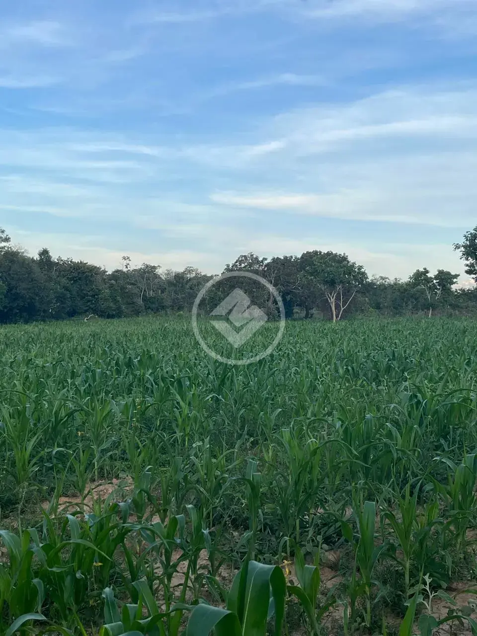 Imagem 6 - Fazenda em Uruaçu - GO, Uruaçu - GO