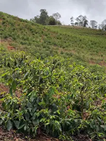 Imagem 2 - Fazenda em Centro, Venda Nova do Imigrante - ES