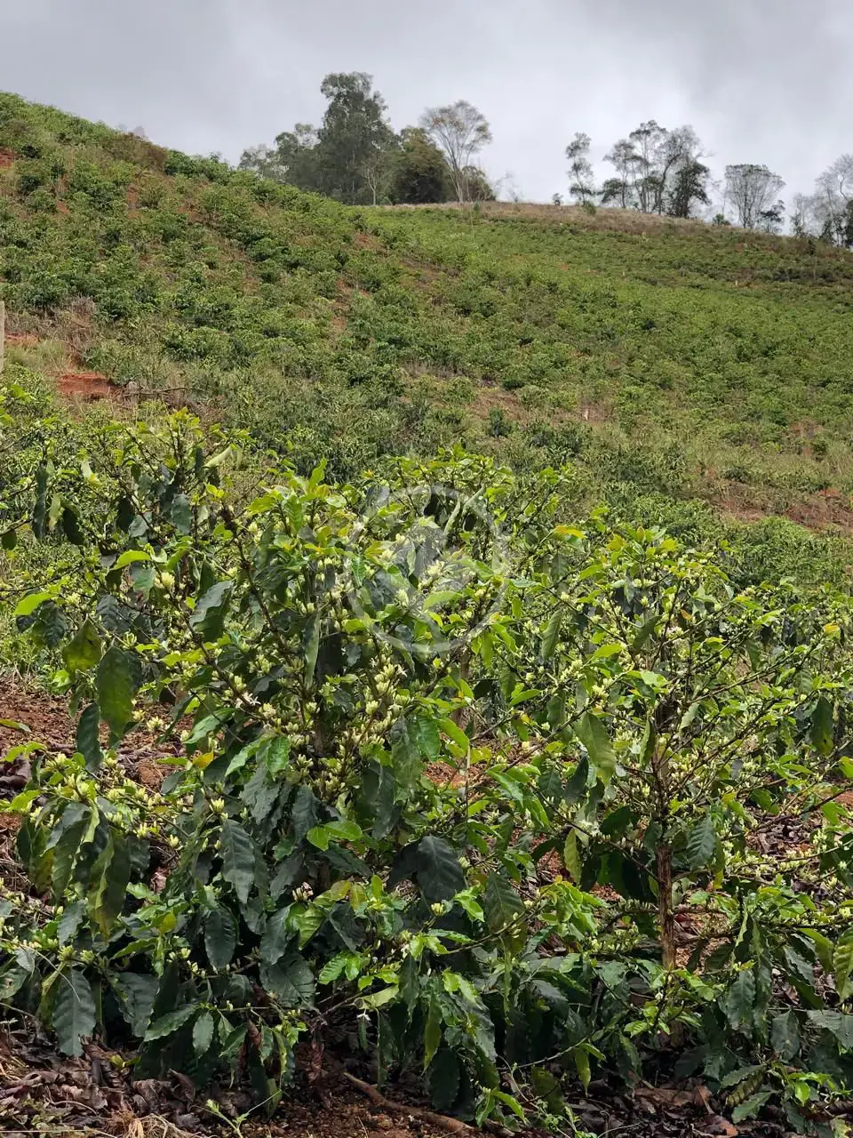 Imagem 2 - Fazenda em Centro, Venda Nova do Imigrante - ES