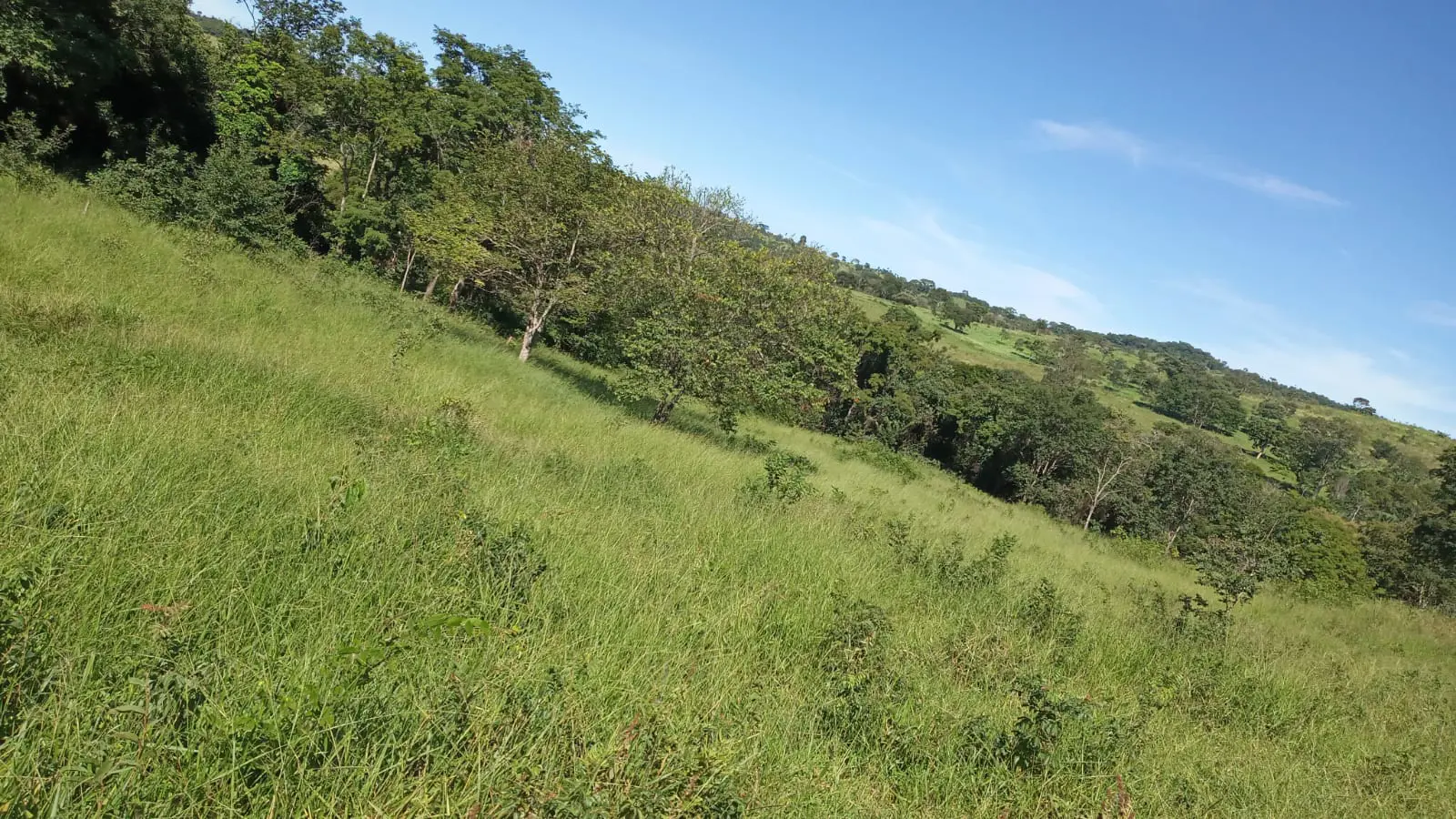 Imagem 2 - Fazenda em Zona Rural, Hidrolândia - GO
