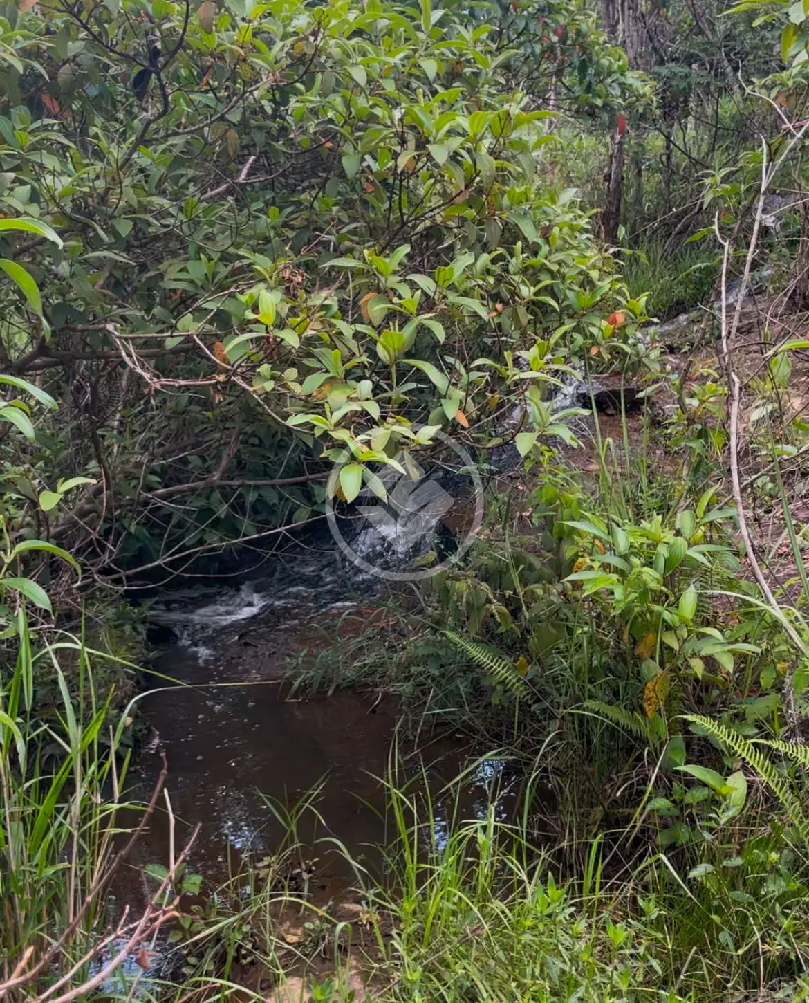 Imagem 3 - Chácara em Aréa Rural Aragoiânia, Aragoiânia - GO
