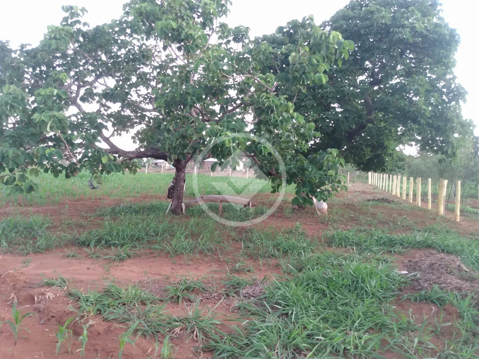 Imagem 1 - Chácara em Zona Rural, Hidrolândia - GO