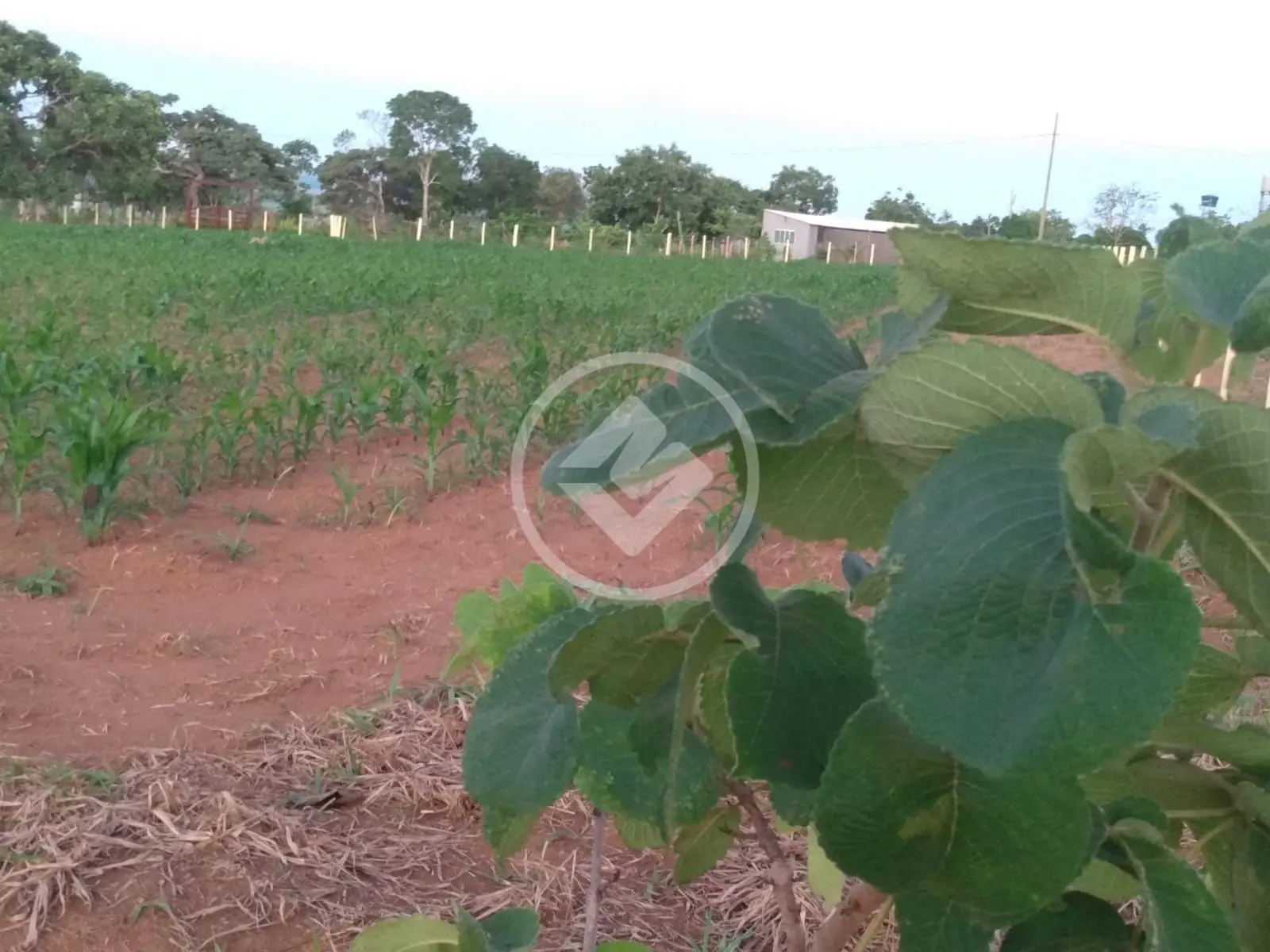 Imagem 3 - Chácara em Zona Rural, Hidrolândia - GO