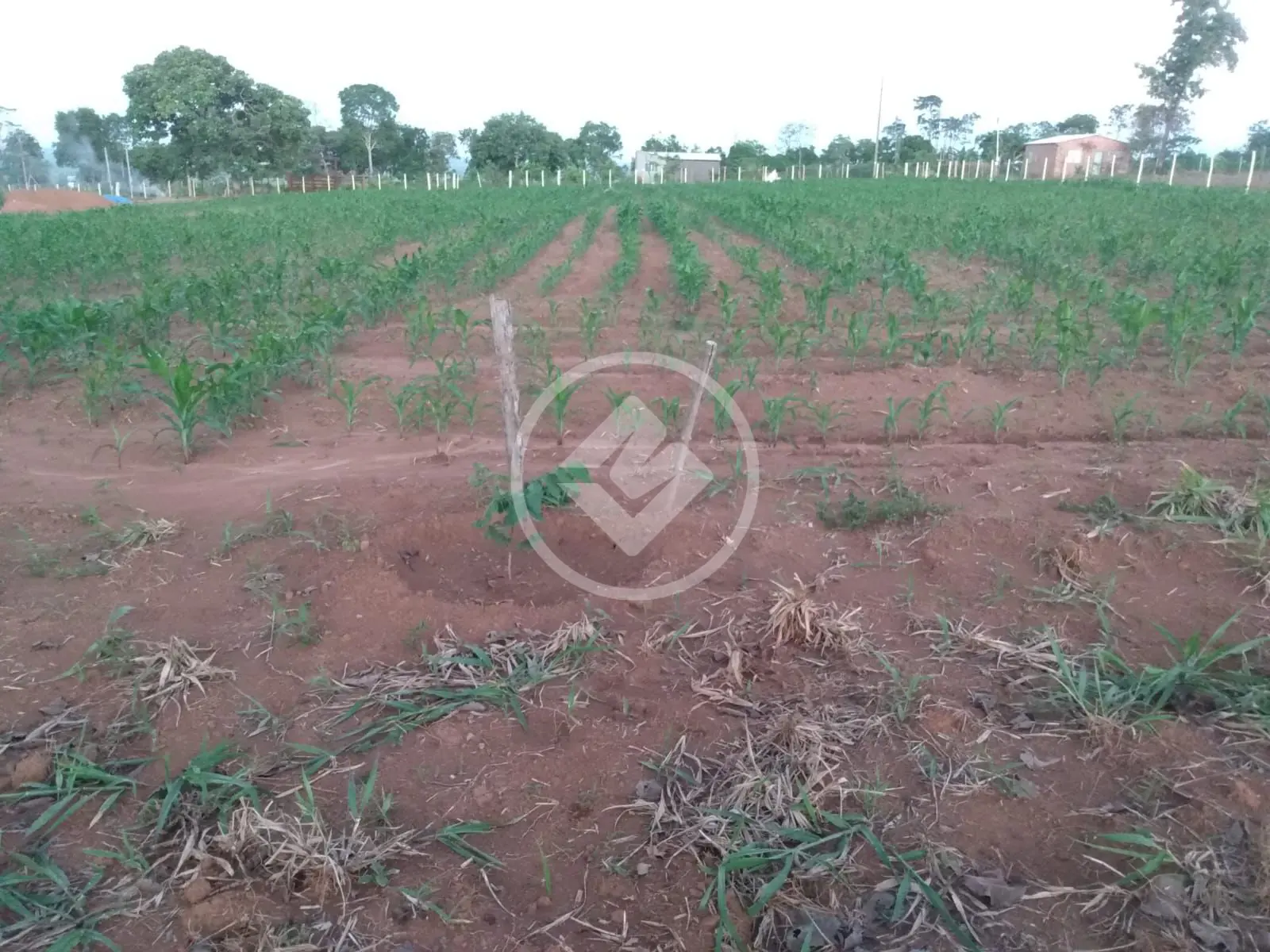 Imagem 5 - Chácara em Zona Rural, Hidrolândia - GO