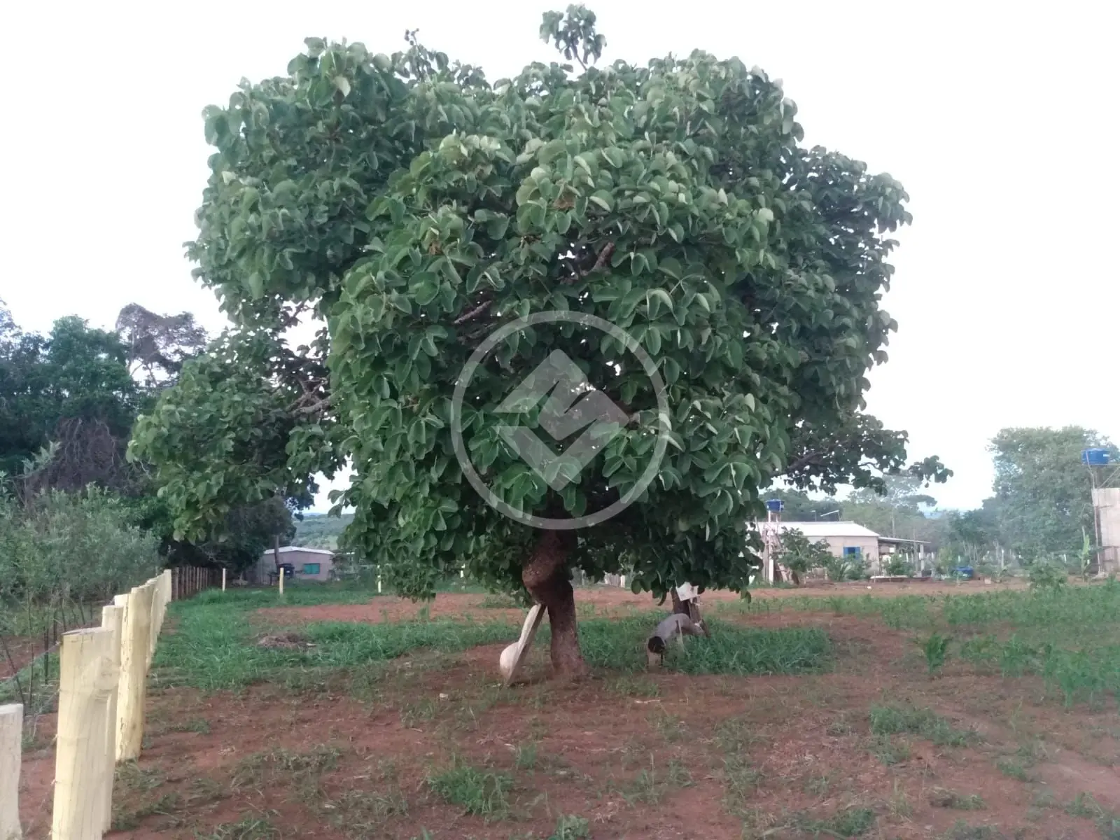 Imagem 1 - Chácara em Zona Rural, Hidrolândia - GO