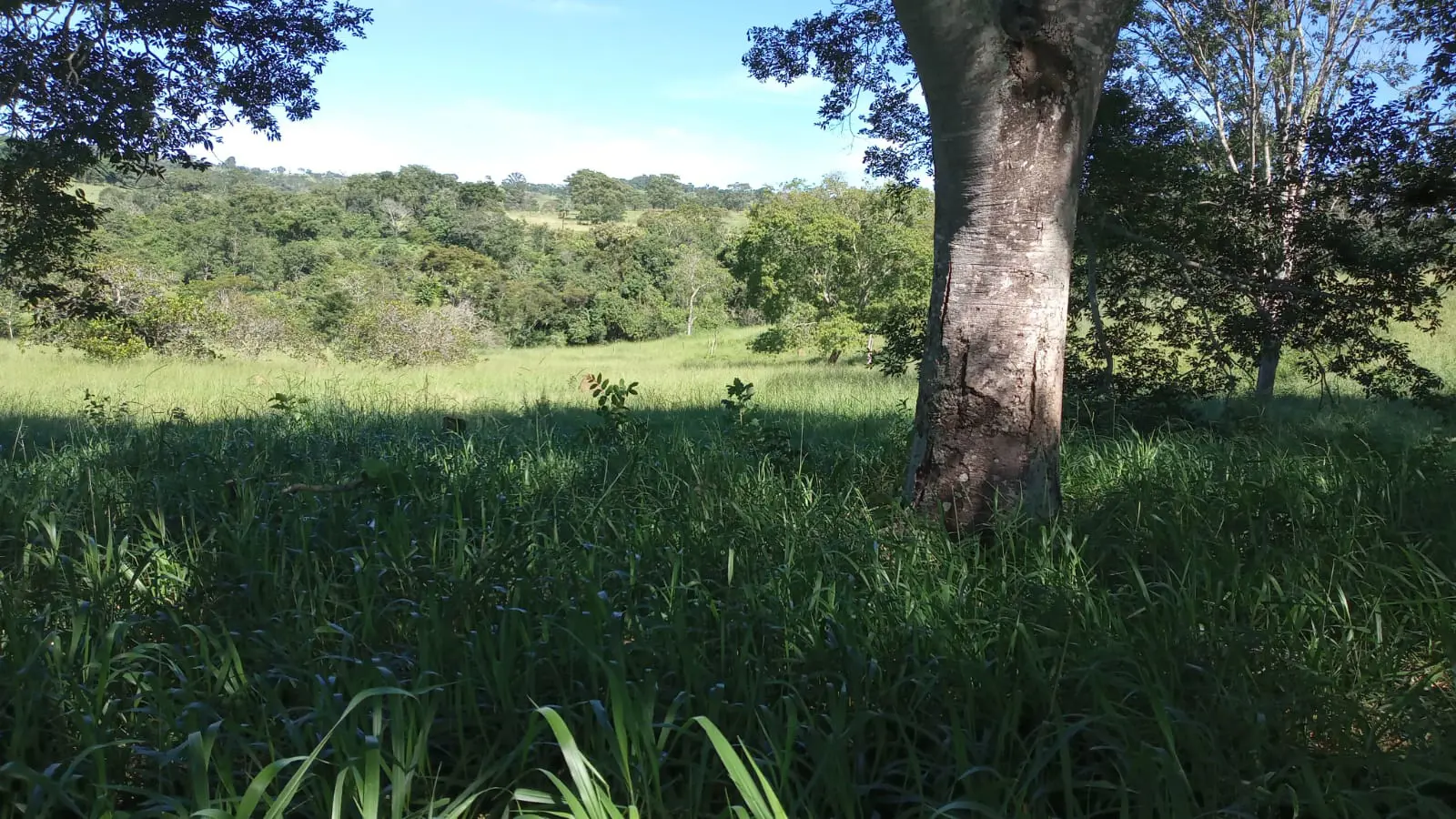 Imagem 4 - Fazenda em Zona Rural, Hidrolândia - GO