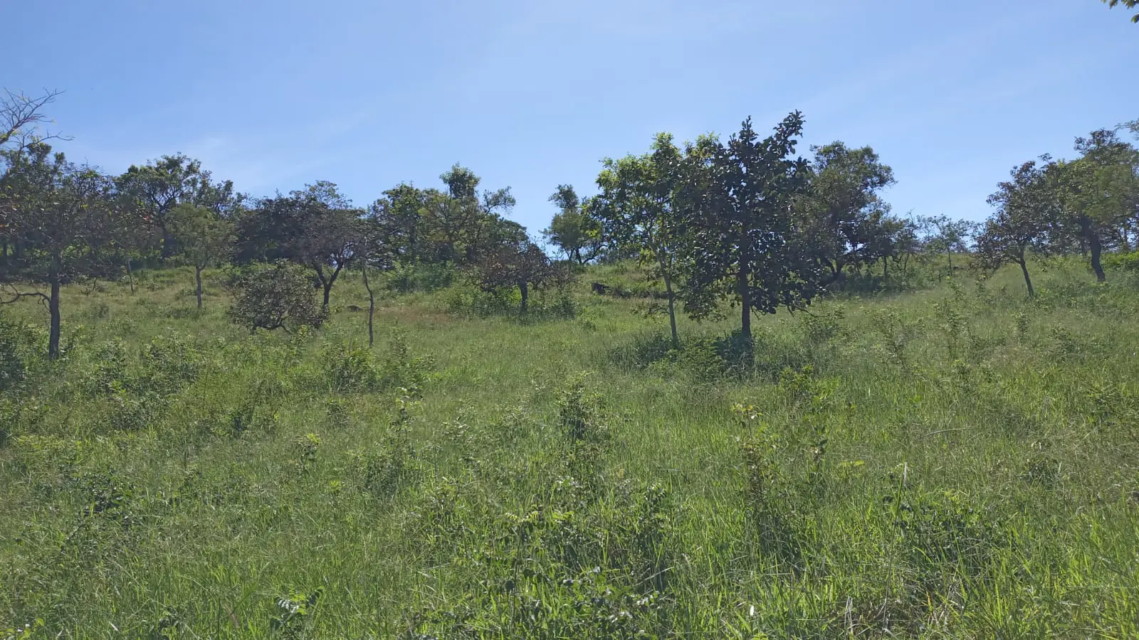 Imagem 1 - Fazenda em Zona Rural, Hidrolândia - GO