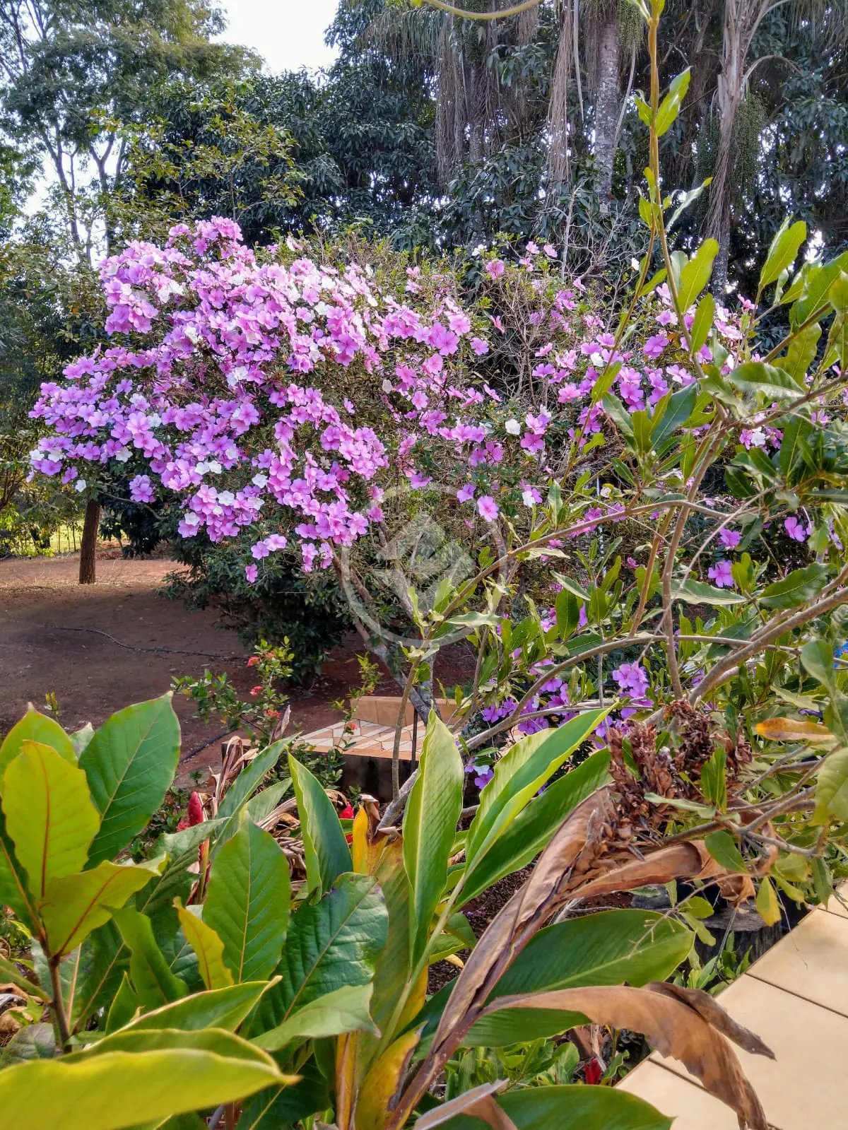 Image 40 - Fazenda em Chácara em Hidrolândia, Hidrolândia - GO