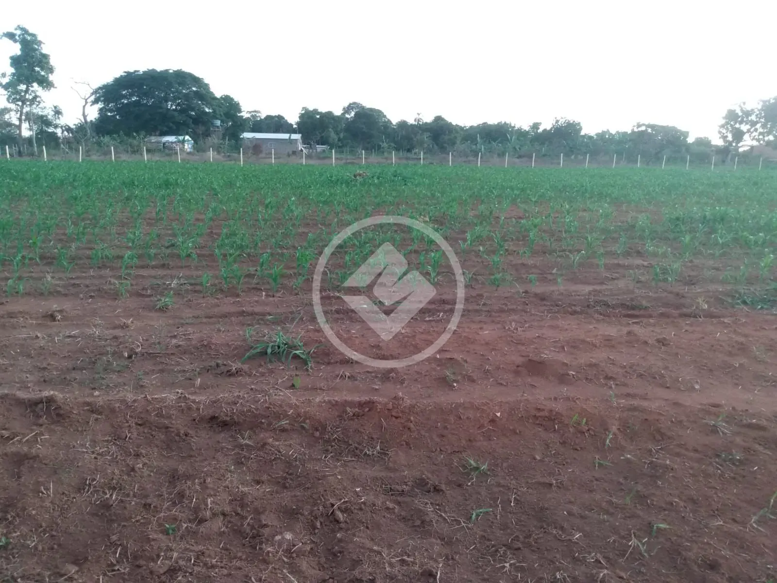Imagem 4 - Chácara em Zona Rural, Hidrolândia - GO