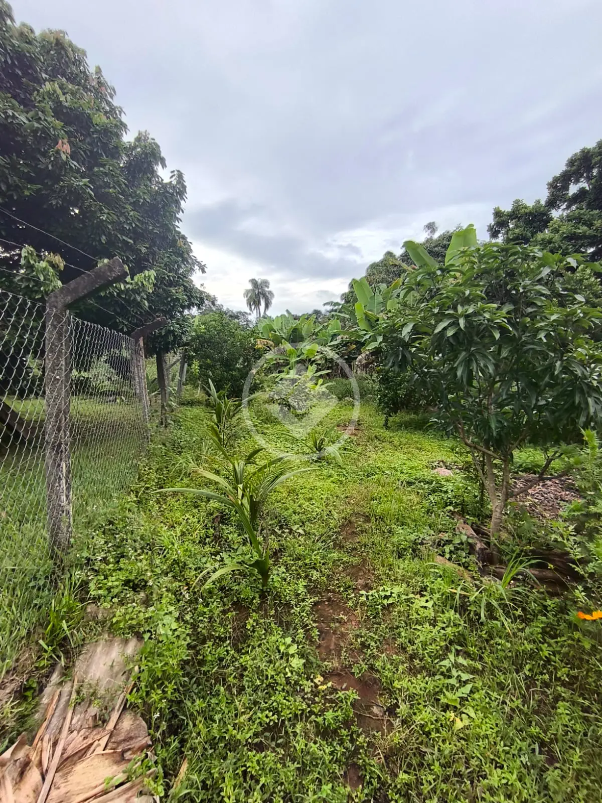 Imagem 6 - Chácara em Triângulo 03, Hidrolândia - GO