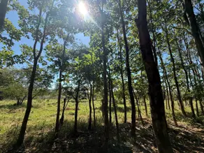 Imagem 5 - Fazenda em Zona Rural Hidrolandia, Hidrolândia - GO