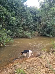 Imagem 6 - Chácara em Zona Rural, São Miguel do Passa Quatro - GO