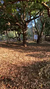 Imagem 3 - Chácara em Zona Rural Hidrolandia, Hidrolândia - GO