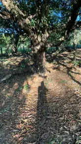 Imagem 4 - Chácara em Zona Rural Hidrolandia, Hidrolândia - GO