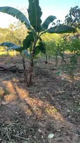 Chácara Zona Rural Hidrolandia, Hidrolândia - GO — foto 1