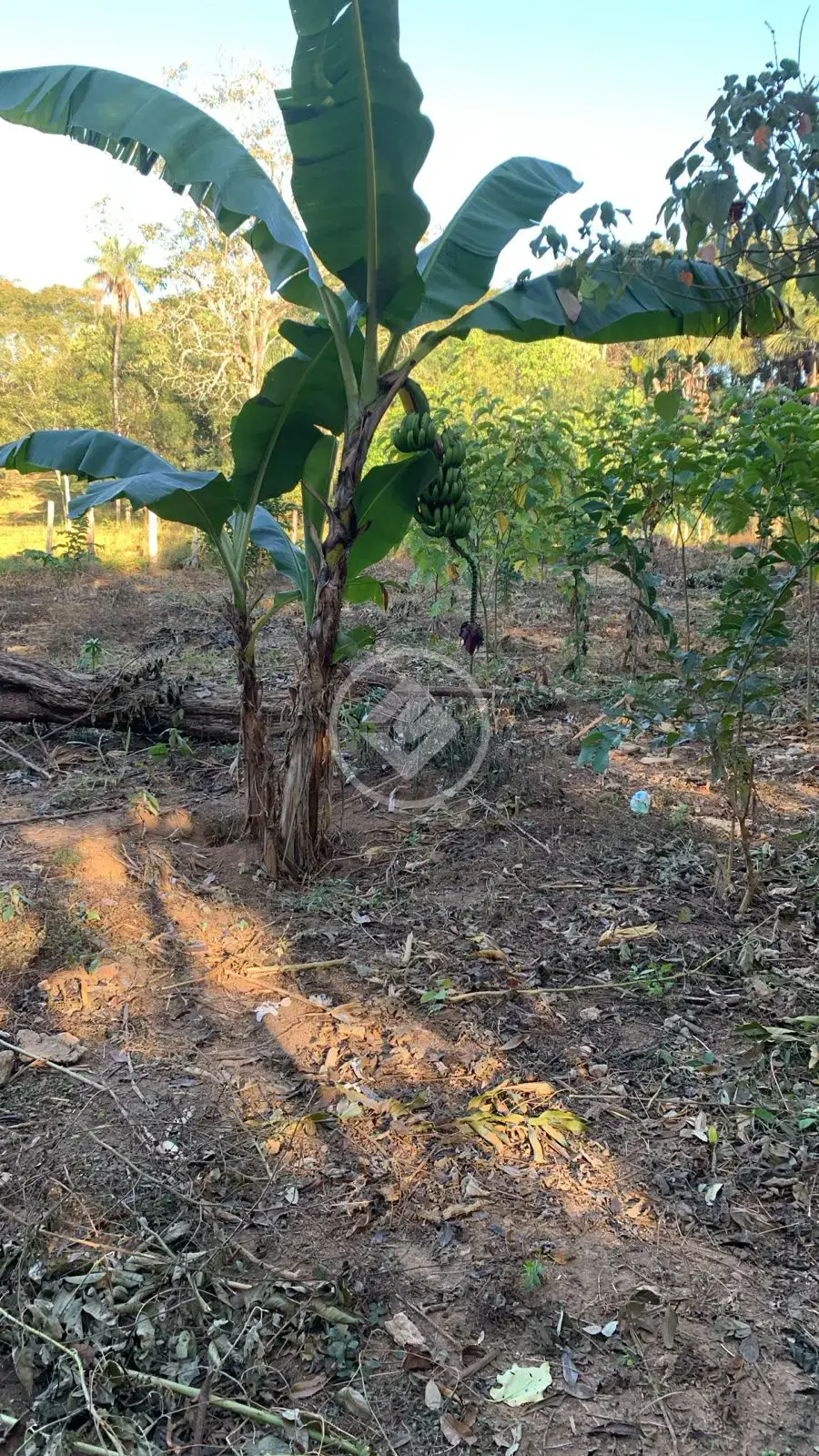 Imagem 1 - Chácara em Zona Rural Hidrolandia, Hidrolândia - GO
