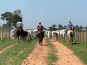 Imagem 6 - Fazenda em Zona Rural, São Félix do Araguaia - MT