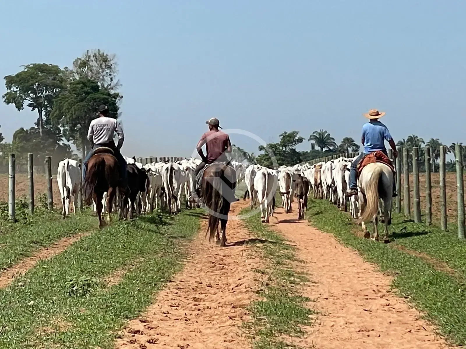 Image 7 - Fazenda em Zona Rural, São Félix do Araguaia - MT