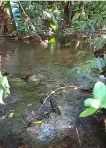 Imagem 2 - Fazenda em Zona Rural, São Félix do Xingu - PA