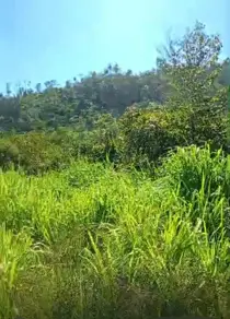 Fazenda Zona Rural, São Félix do Xingu - PA — foto 2