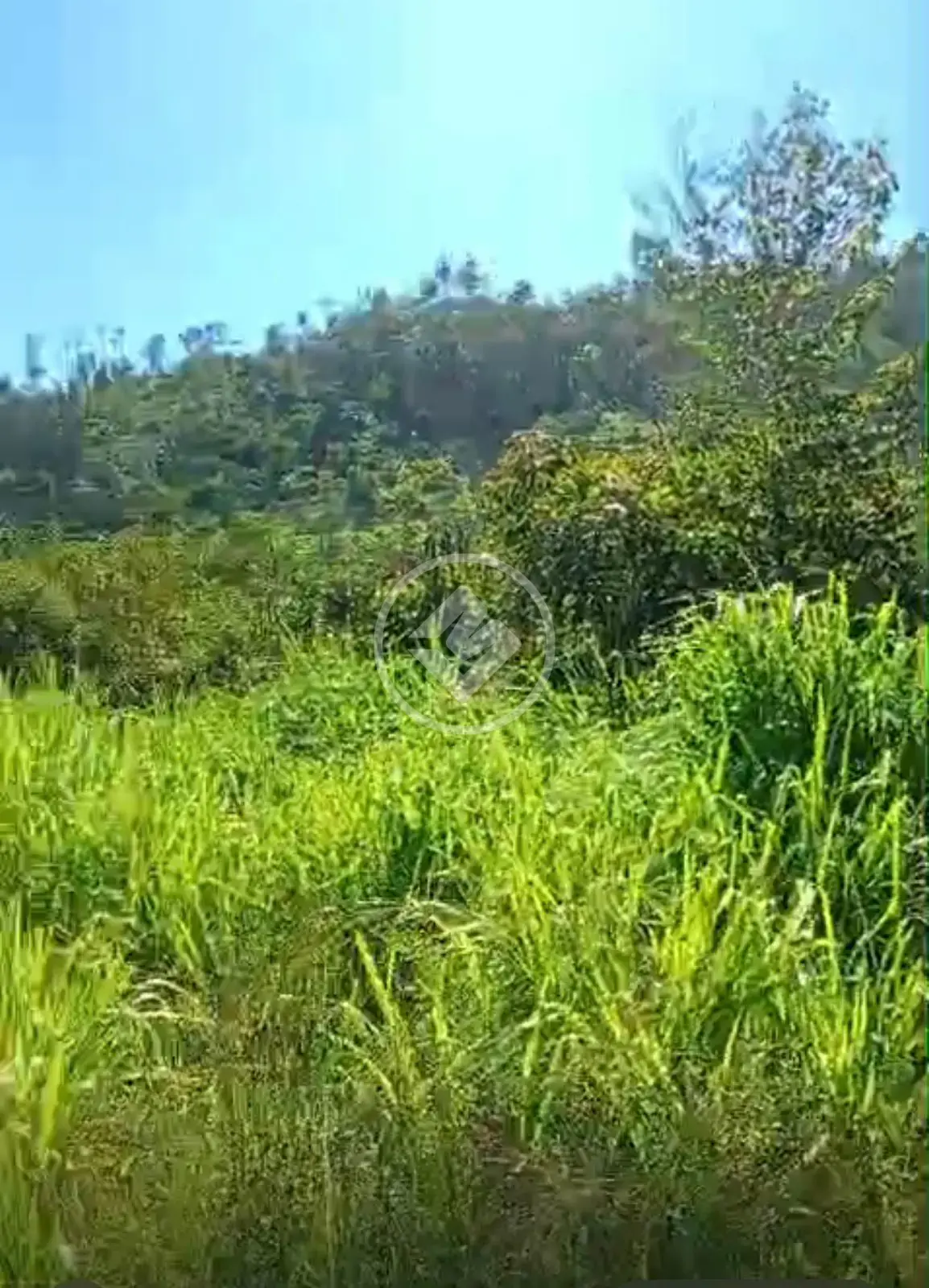 Image 2 - Fazenda em Zona Rural, São Félix do Xingu - PA