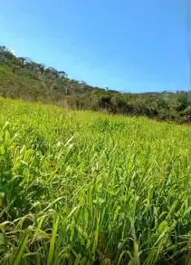 Imagem 4 - Fazenda em Zona Rural, São Félix do Xingu - PA
