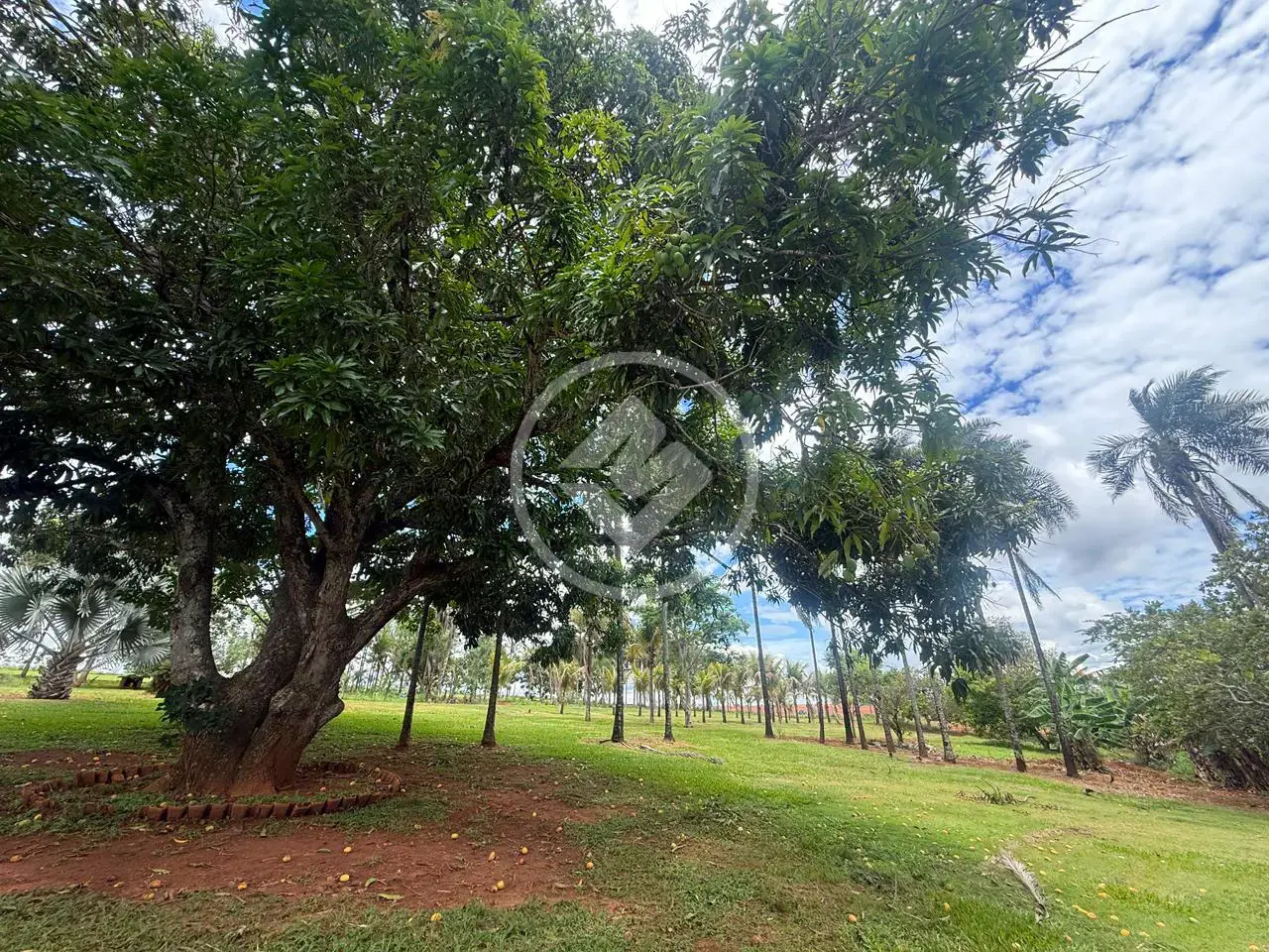Imagem 6 - Sítio em Zona Rural, Hidrolândia - GO
