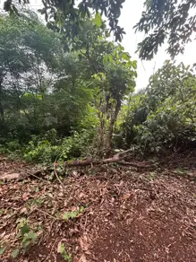 Imagem 4 - Chácara em Savana, Hidrolândia - GO